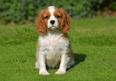 cavalier king charles spaniel puppy