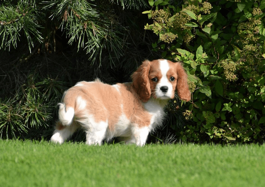 cavalier king puppies for sale