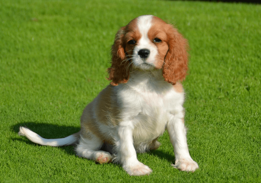 cavalier king charles spaniel for sale