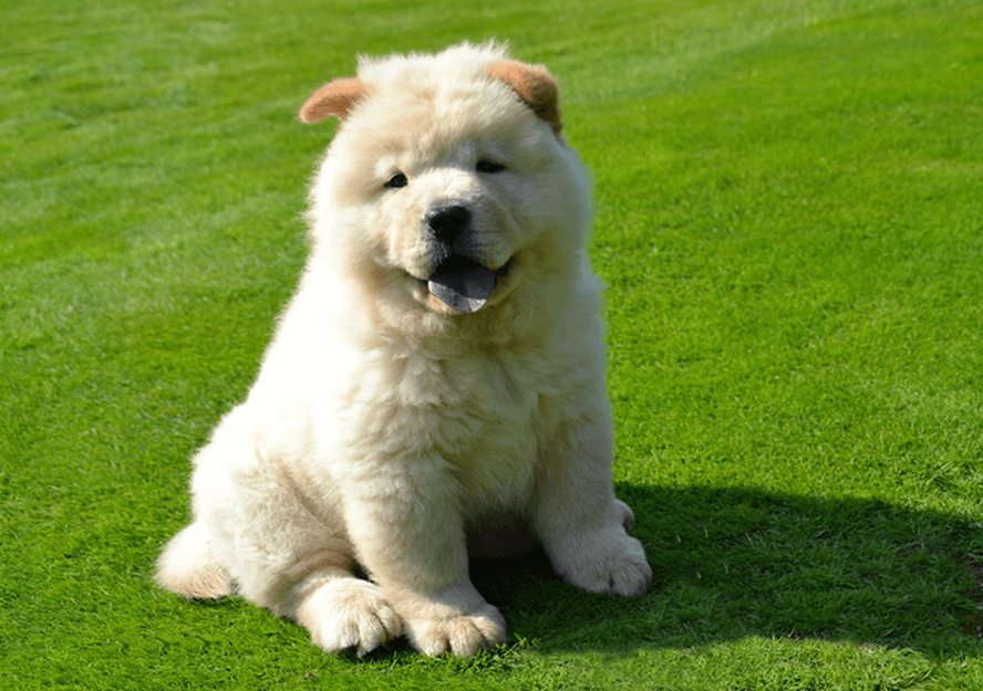 chow chow puppy