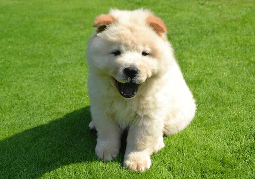 chow chow puppies for sale