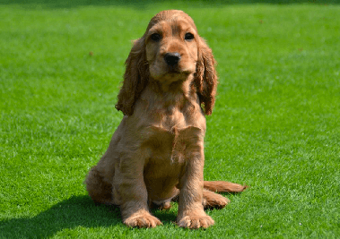 english cocker spaniel puppy