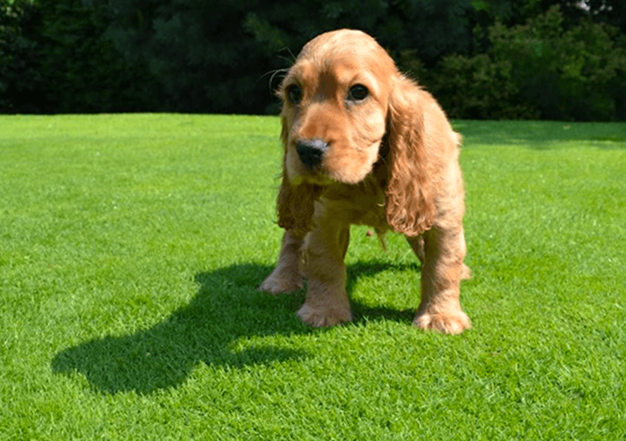 english cocker spaniel puppies for sale