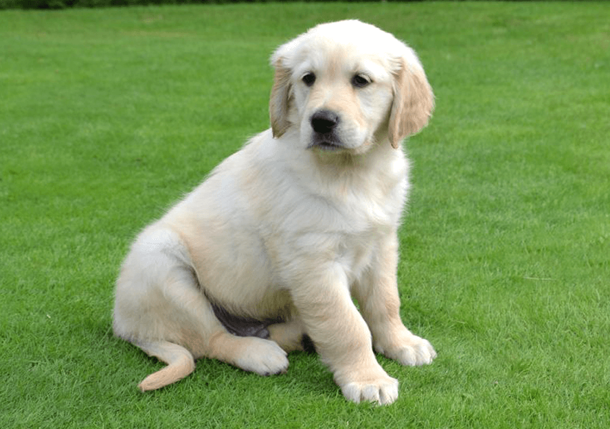 golden retriever puppies for sale