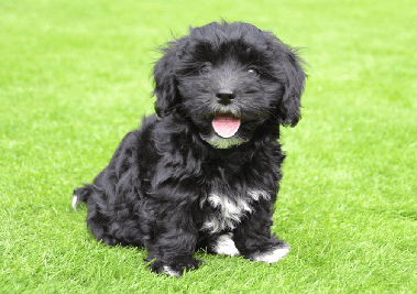 havanese