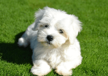 maltese puppy