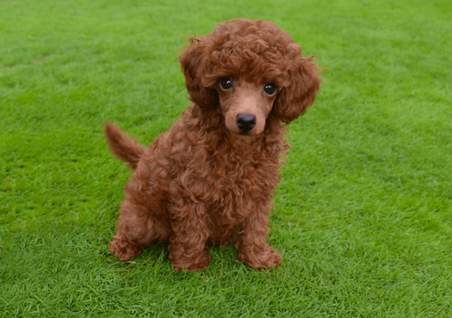 poodle puppies