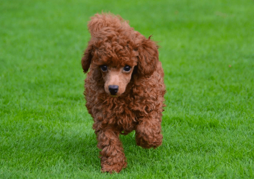 poodle puppies for sale