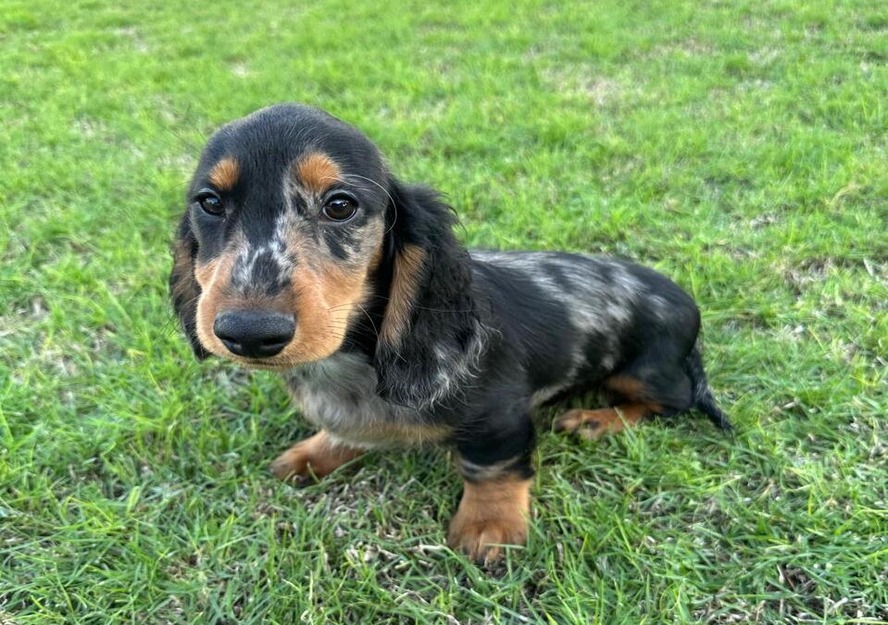 dachshund puppy