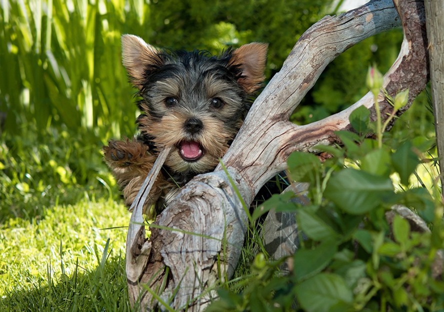 yorkshire terrier puppies for sale