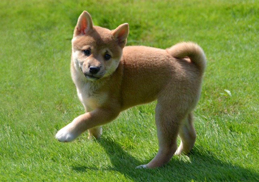 shiba inu puppies for sale