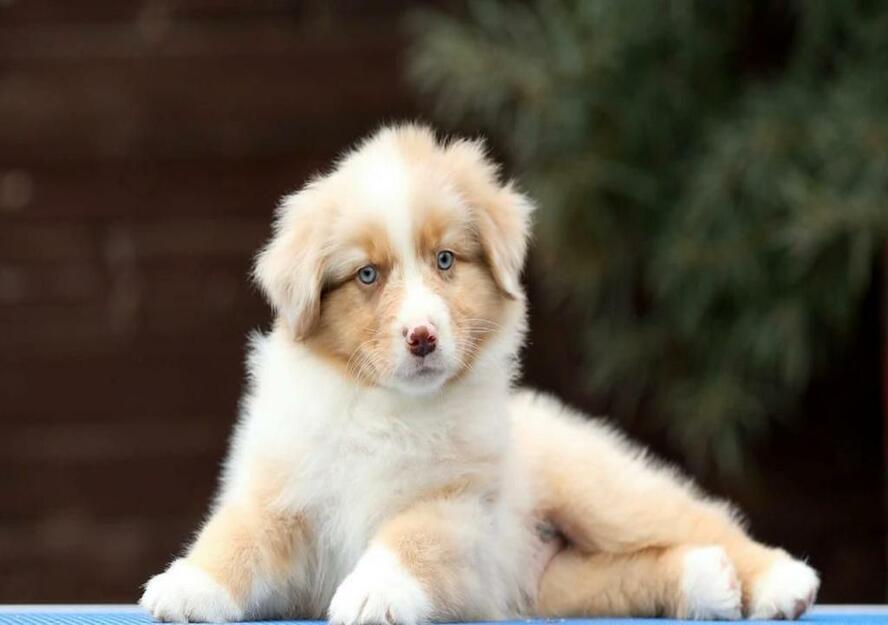 Australian Shepherd