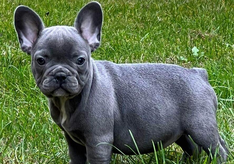 french bulldog puppies