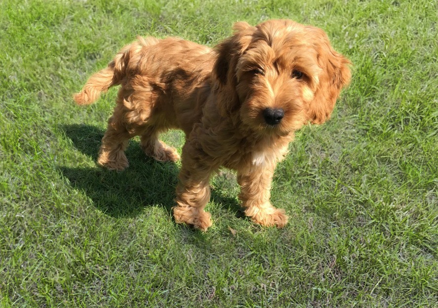 cockapoo puppy