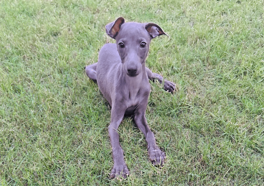 italian greyhound puppy