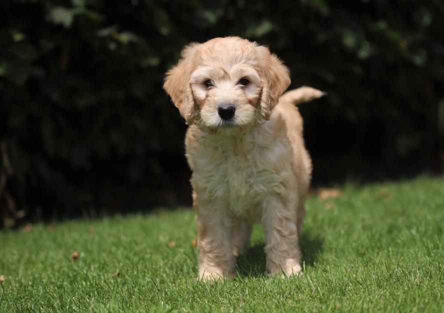 labradoodle dogs