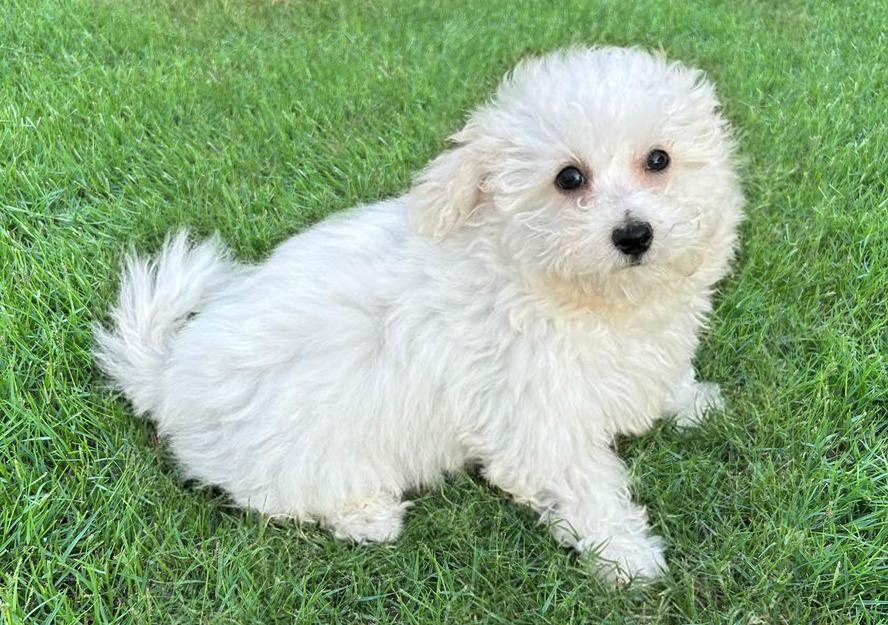 bichon frise puppy