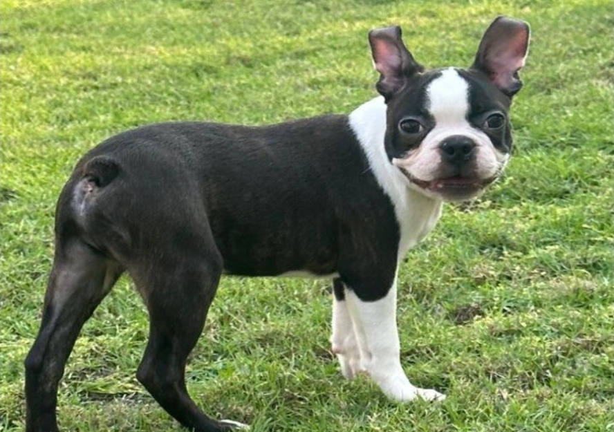 boston terrier puppy