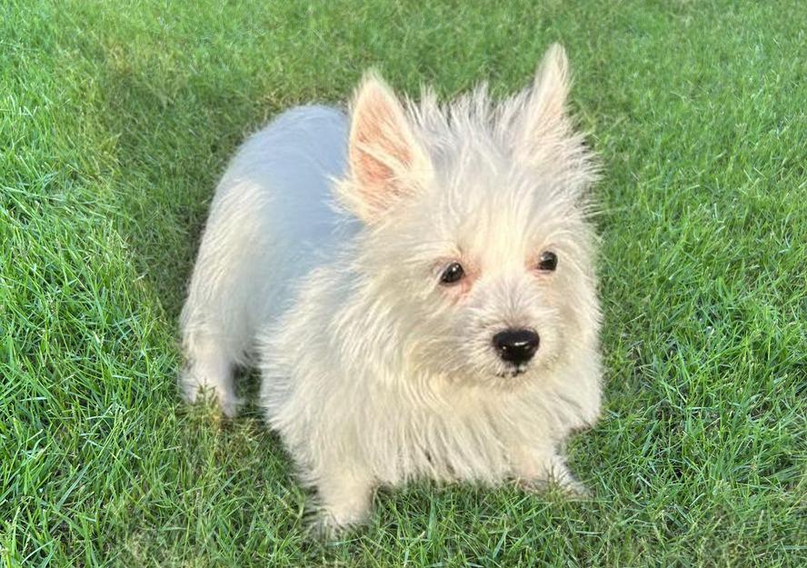 west highland white terrier puppy